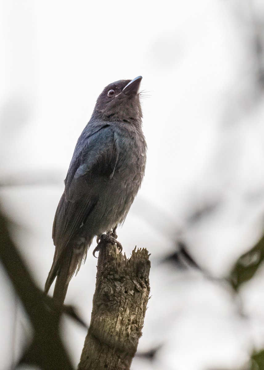 Ashy Drongo - ML646622261