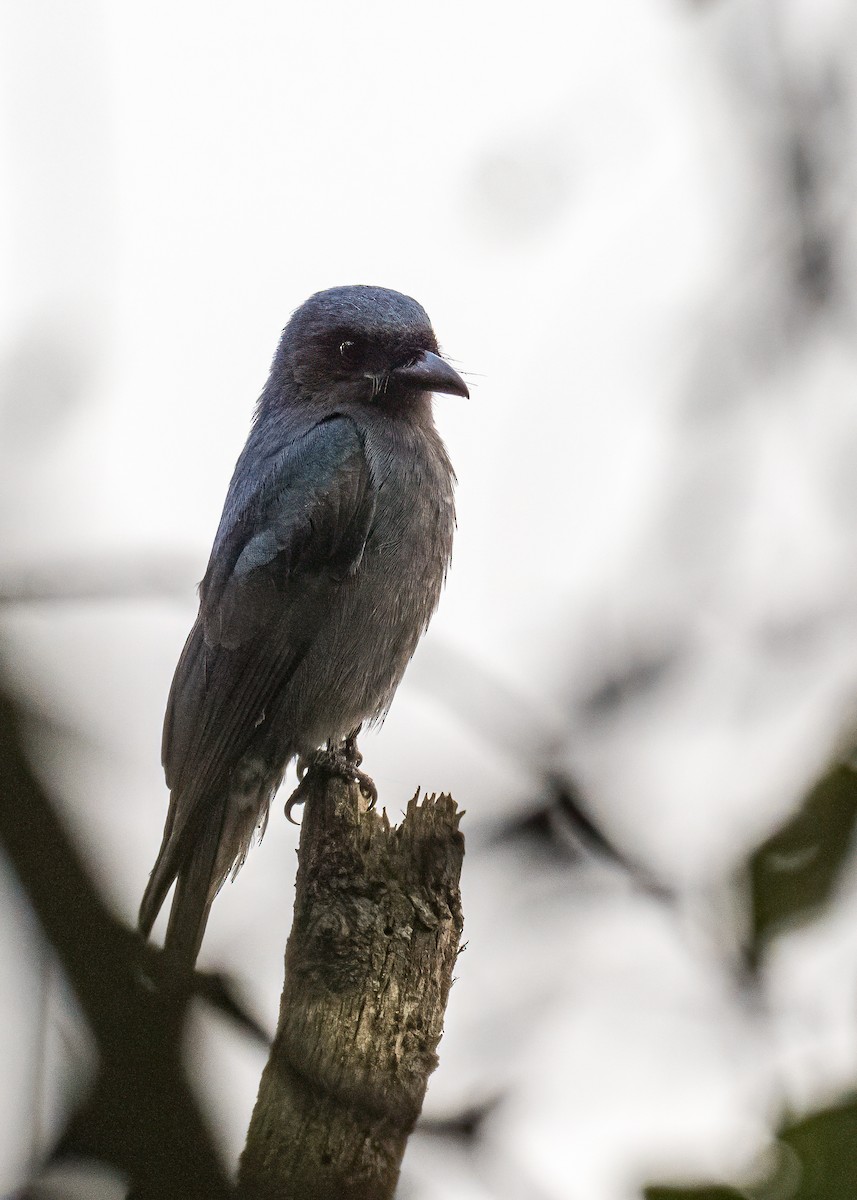 Ashy Drongo - ML646622262