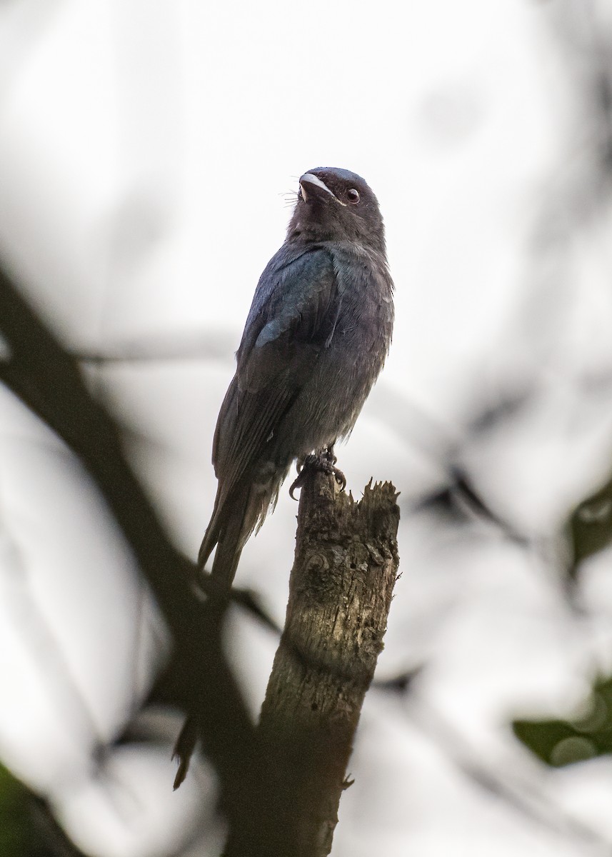 Ashy Drongo - ML646622263