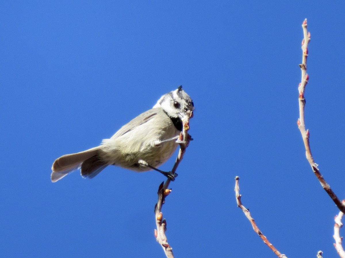 tøylemeis - ML646622264