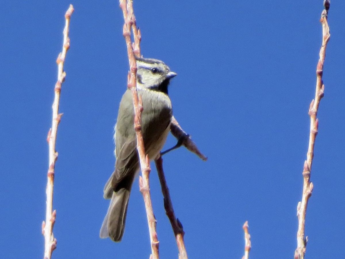 tøylemeis - ML646622265