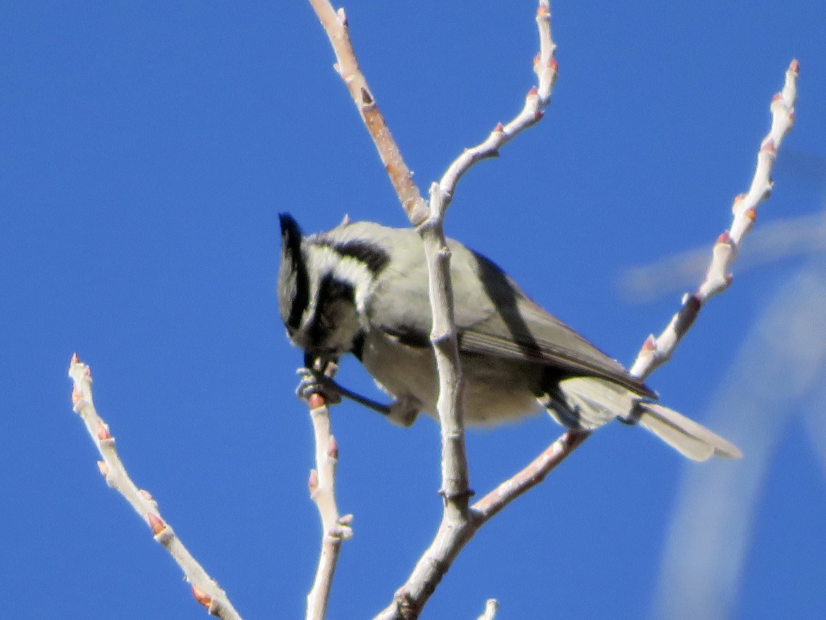 tøylemeis - ML646622266