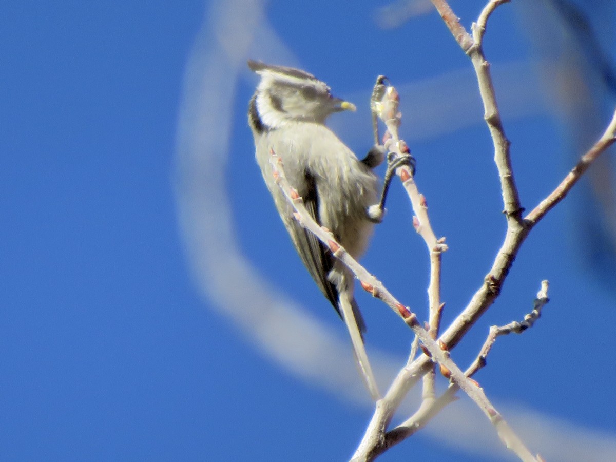 tøylemeis - ML646622267