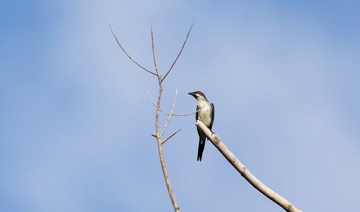 Metallic Starling - ML646622268
