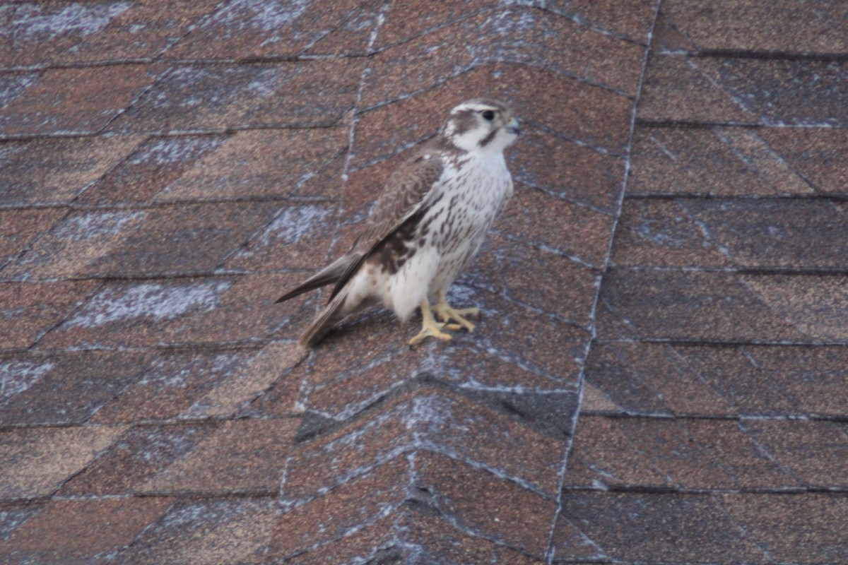 raroh prériový - ML646622273