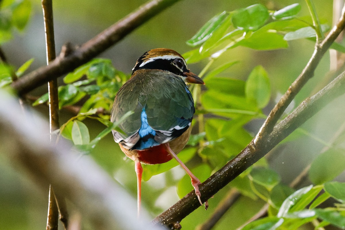 pita devítibarvá - ML646622274