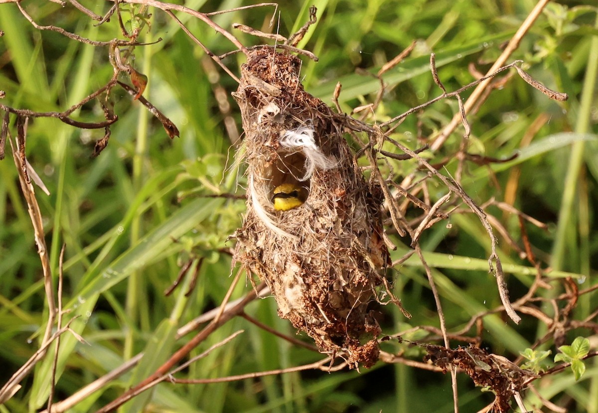 Sahul Sunbird - ML646622275