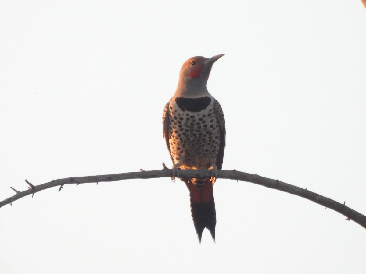 נקר צפון-אמריקני - ML646622276