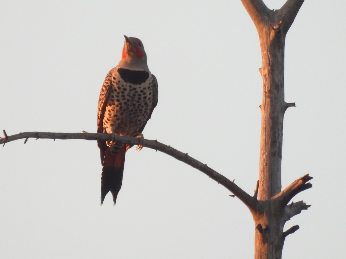 נקר צפון-אמריקני - ML646622277