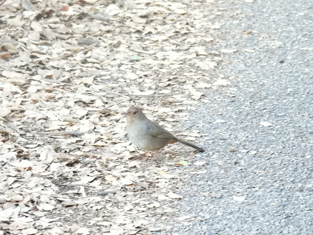 California Towhee - ML646622278