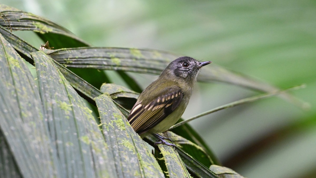 Slaty-capped Flycatcher - ML646622284