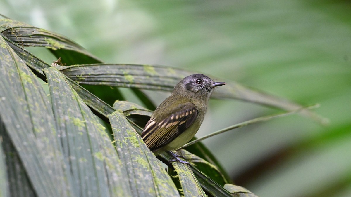 Slaty-capped Flycatcher - ML646622285
