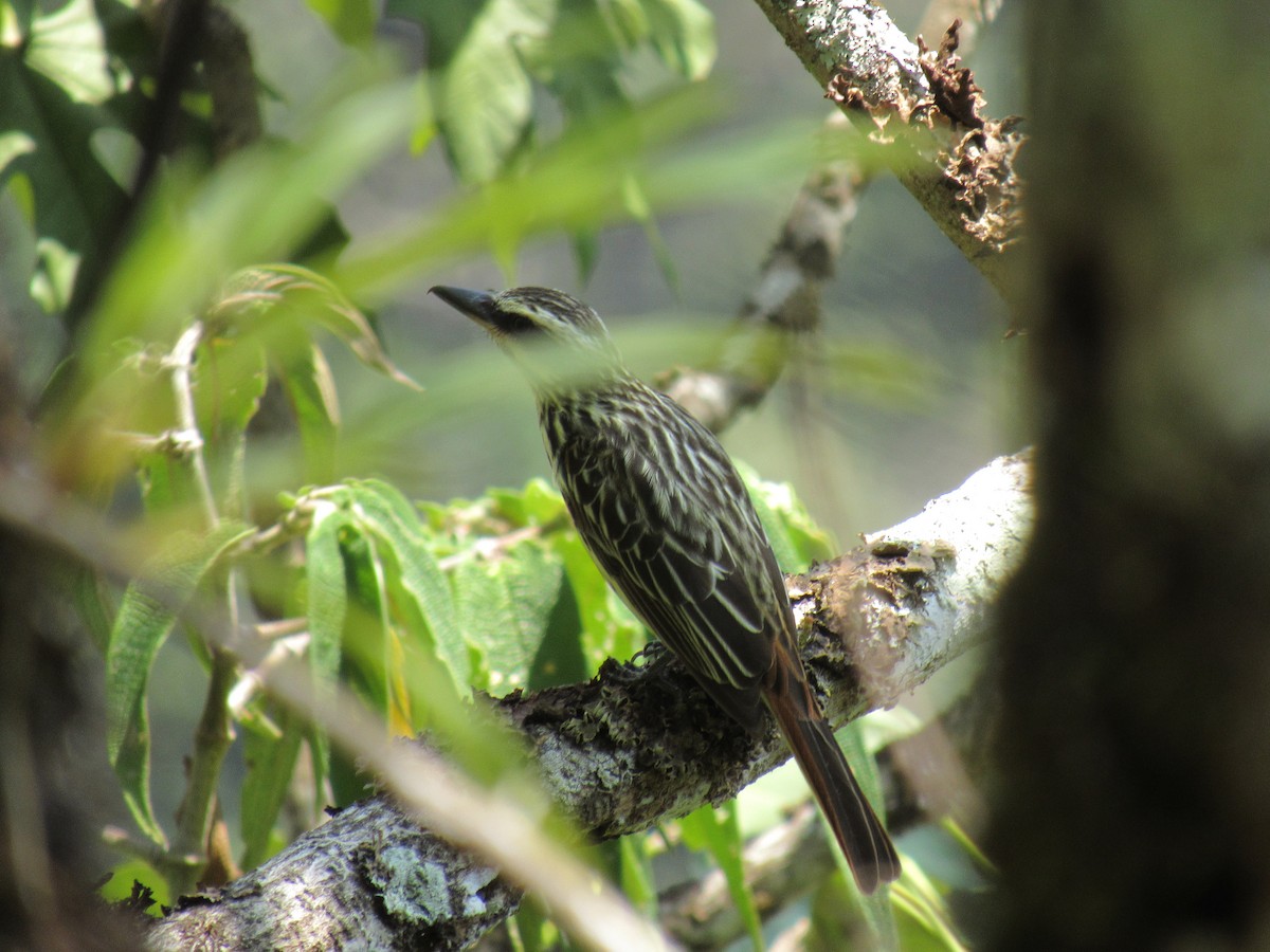 Streaked Flycatcher - ML646622286