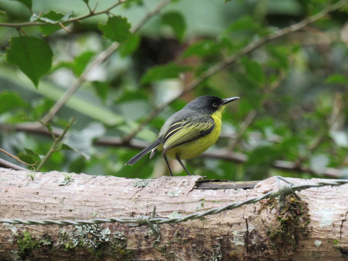 Common Tody-Flycatcher - ML646622288