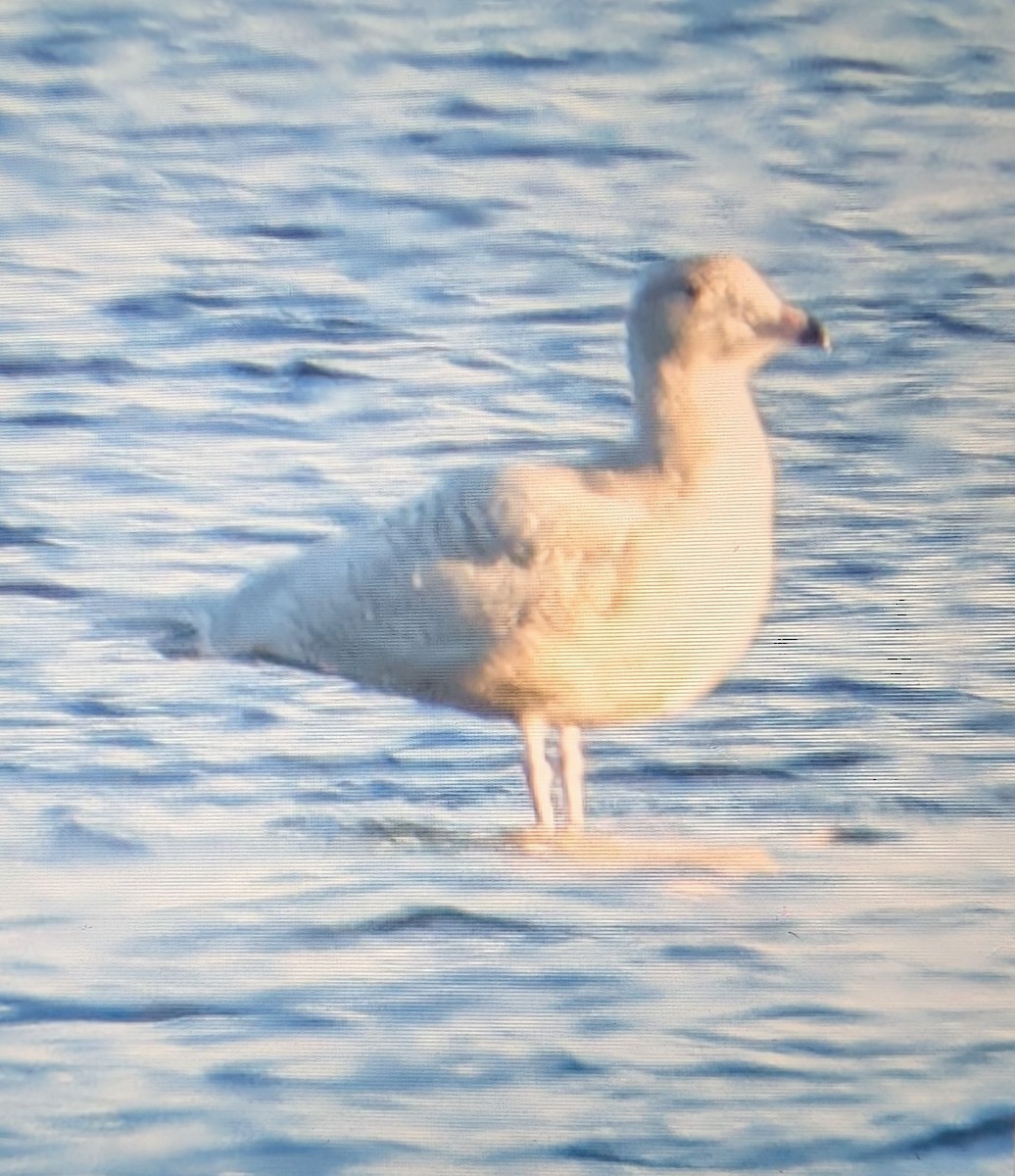 Glaucous Gull - ML646622289