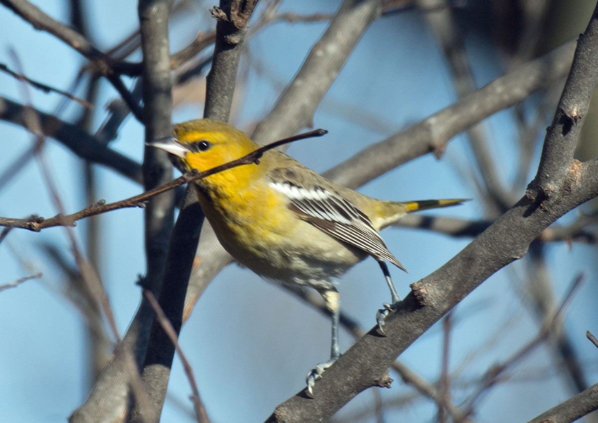 Bullock's Oriole - ML646622290
