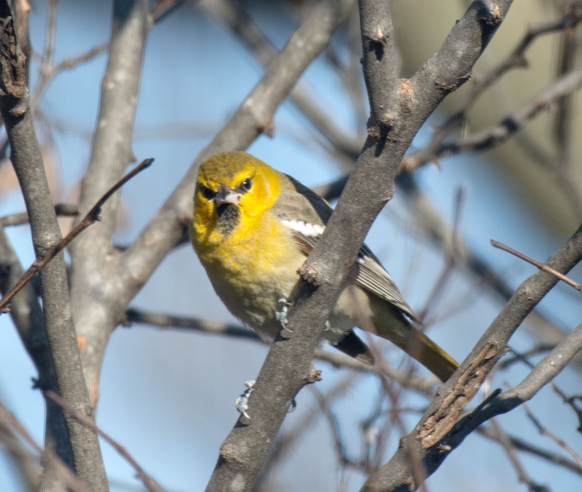Bullock's Oriole - ML646622291