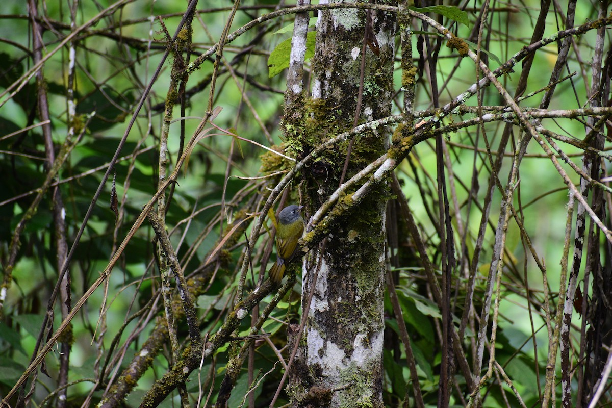 Streak-necked Flycatcher - ML646622292