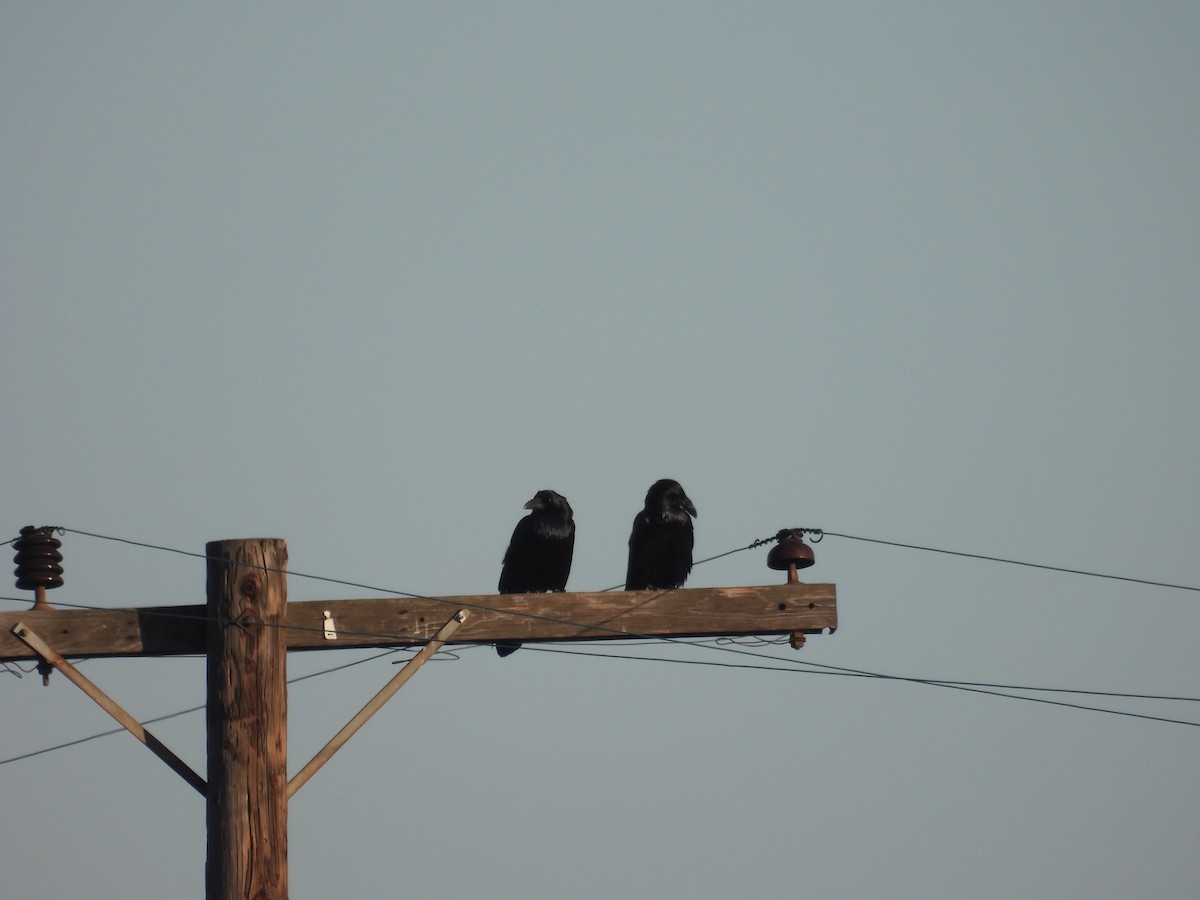 עורב שחור - ML646622297