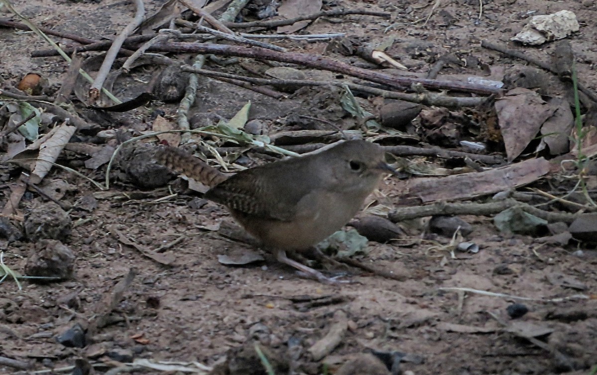 Southern House Wren - ML646622301
