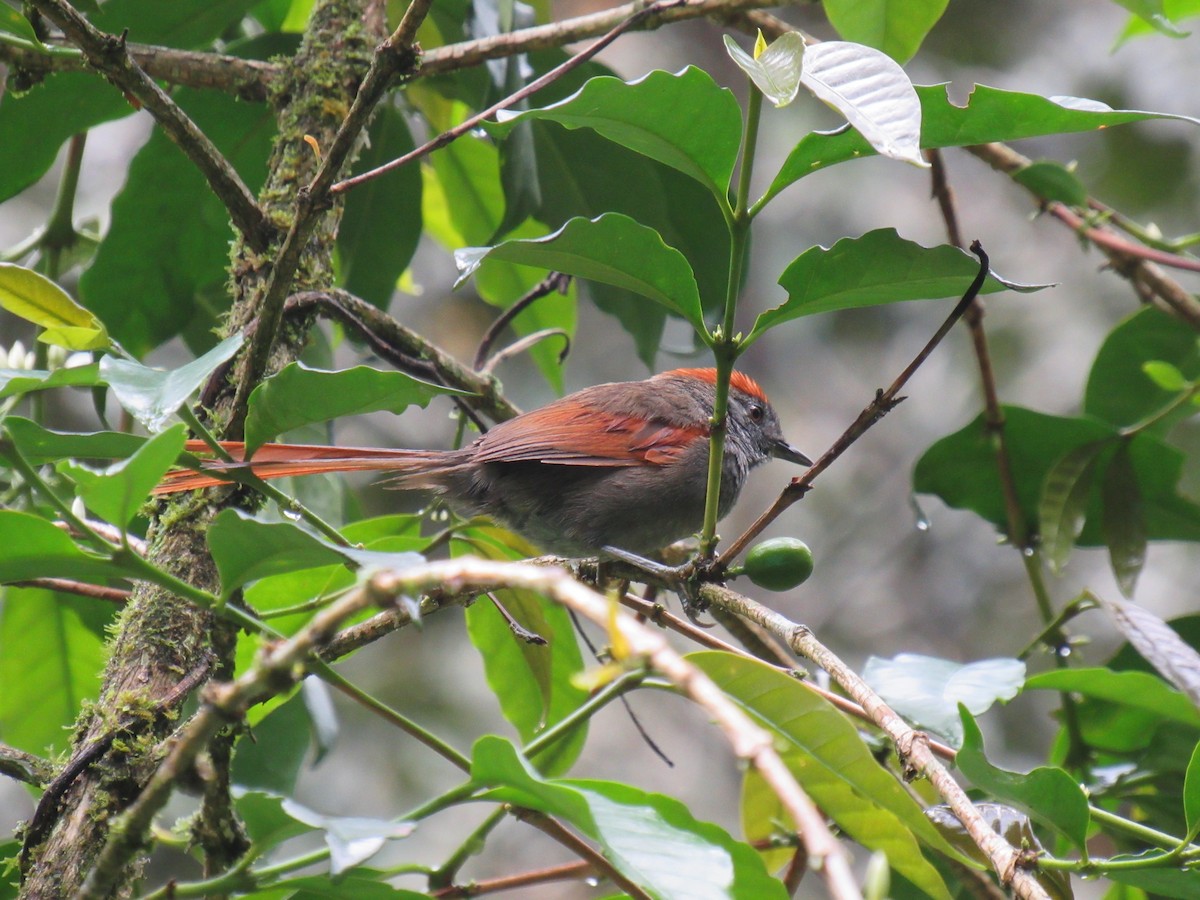 Azara's Spinetail - ML646622302