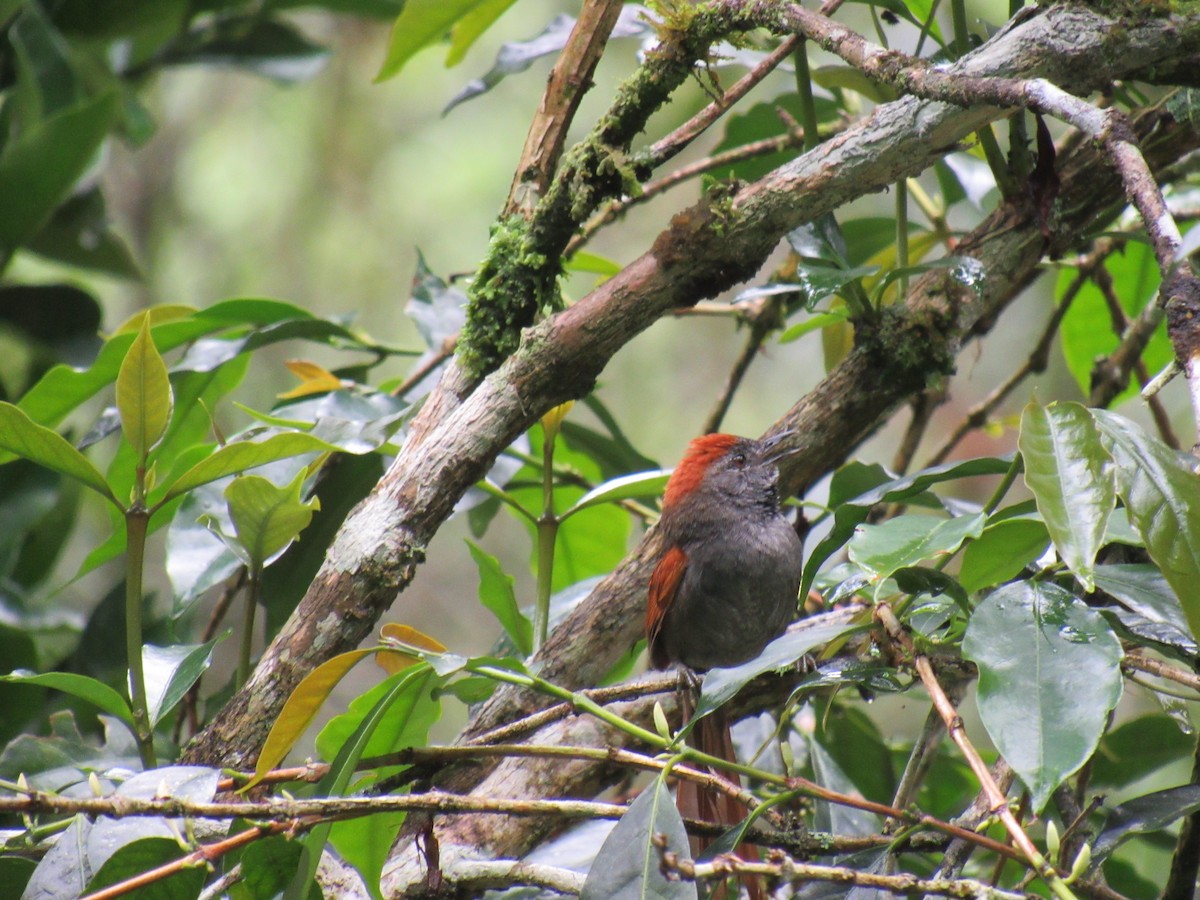 Azara's Spinetail - ML646622303