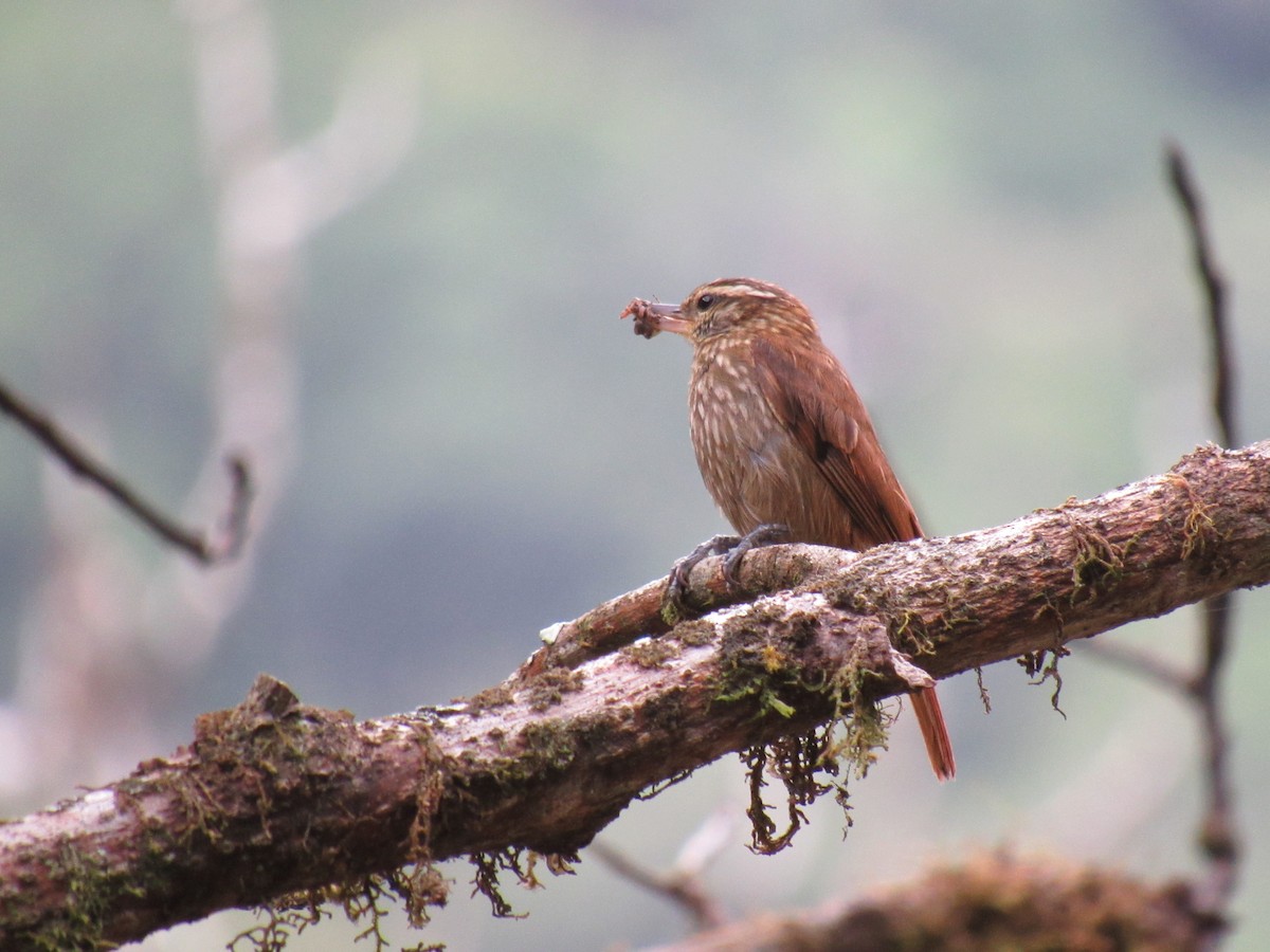 Streaked Xenops - ML646622304