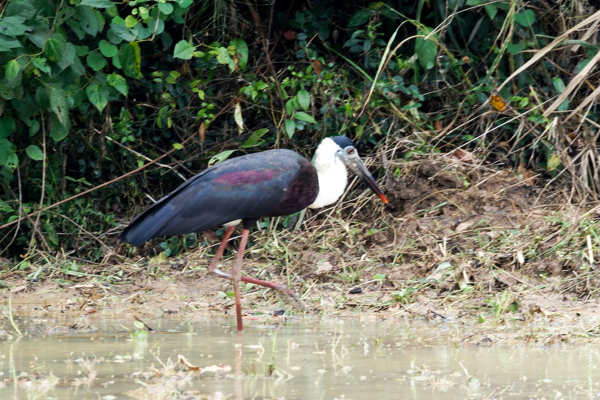 čáp bělokrký - ML646622309