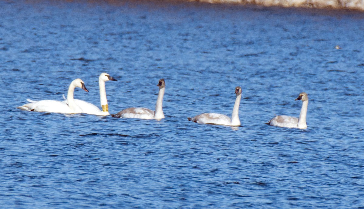Trumpeter Swan - ML646622310