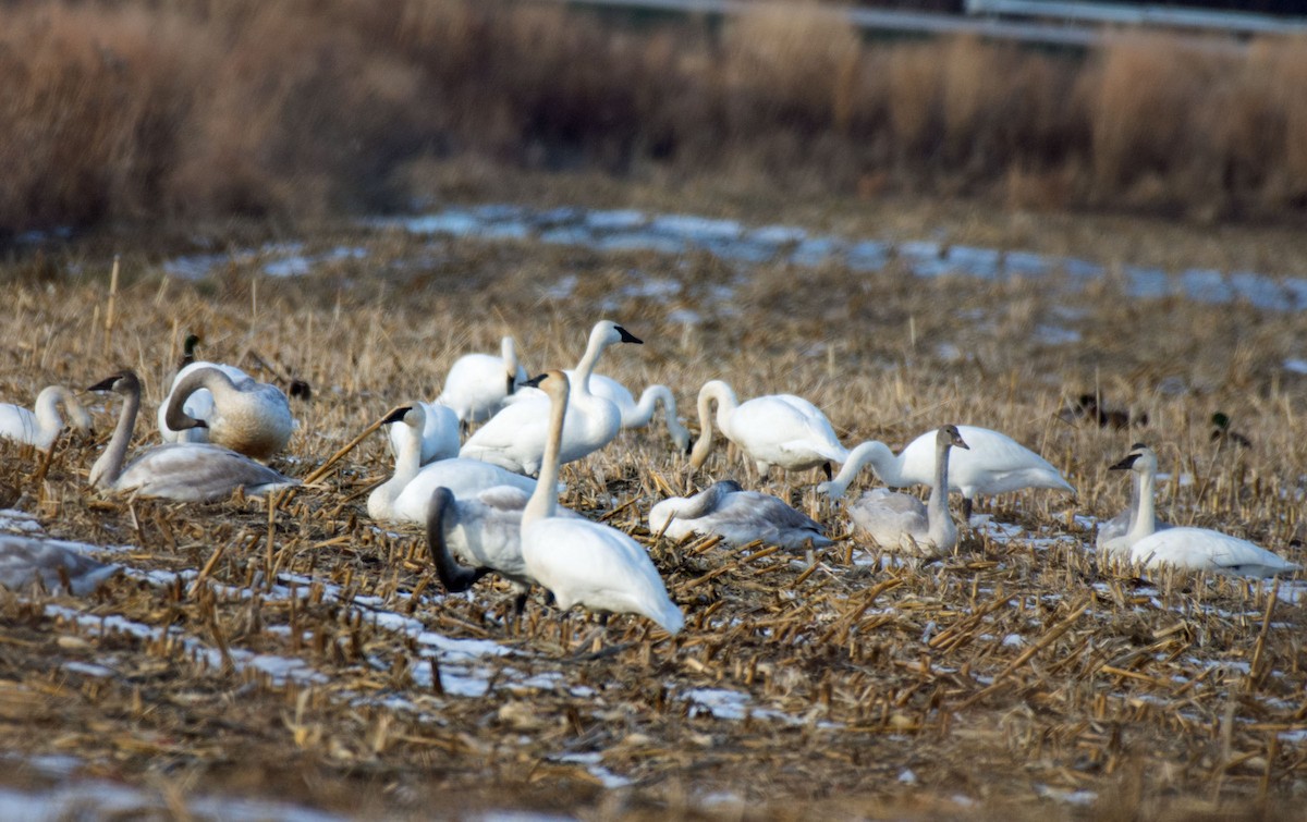 Trumpeter Swan - ML646622311