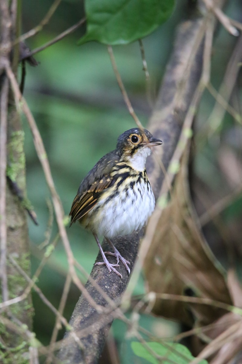Streak-chested Antpitta - ML646622312