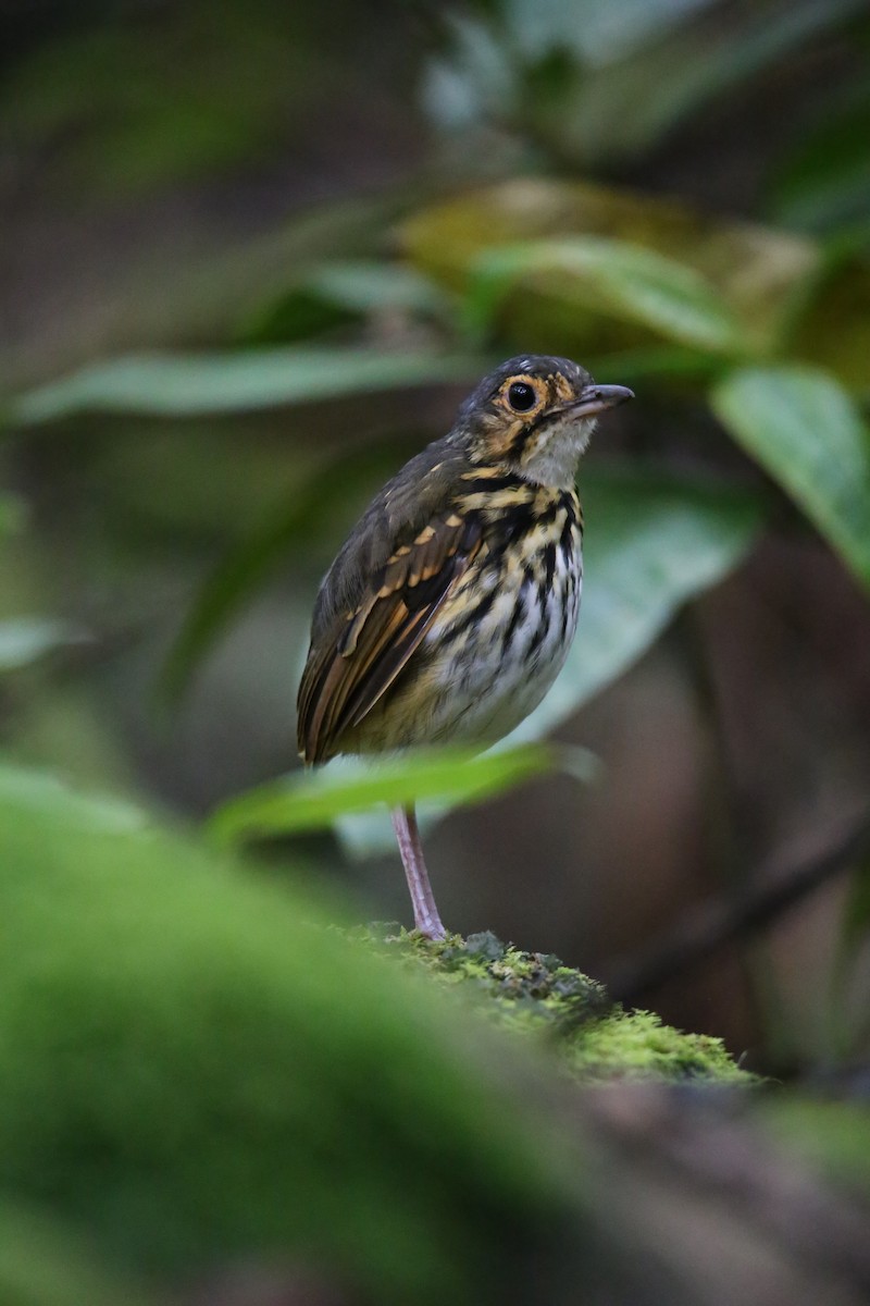 Streak-chested Antpitta - ML646622313