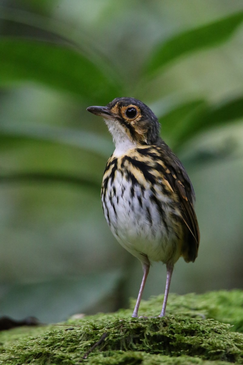 Streak-chested Antpitta - ML646622314