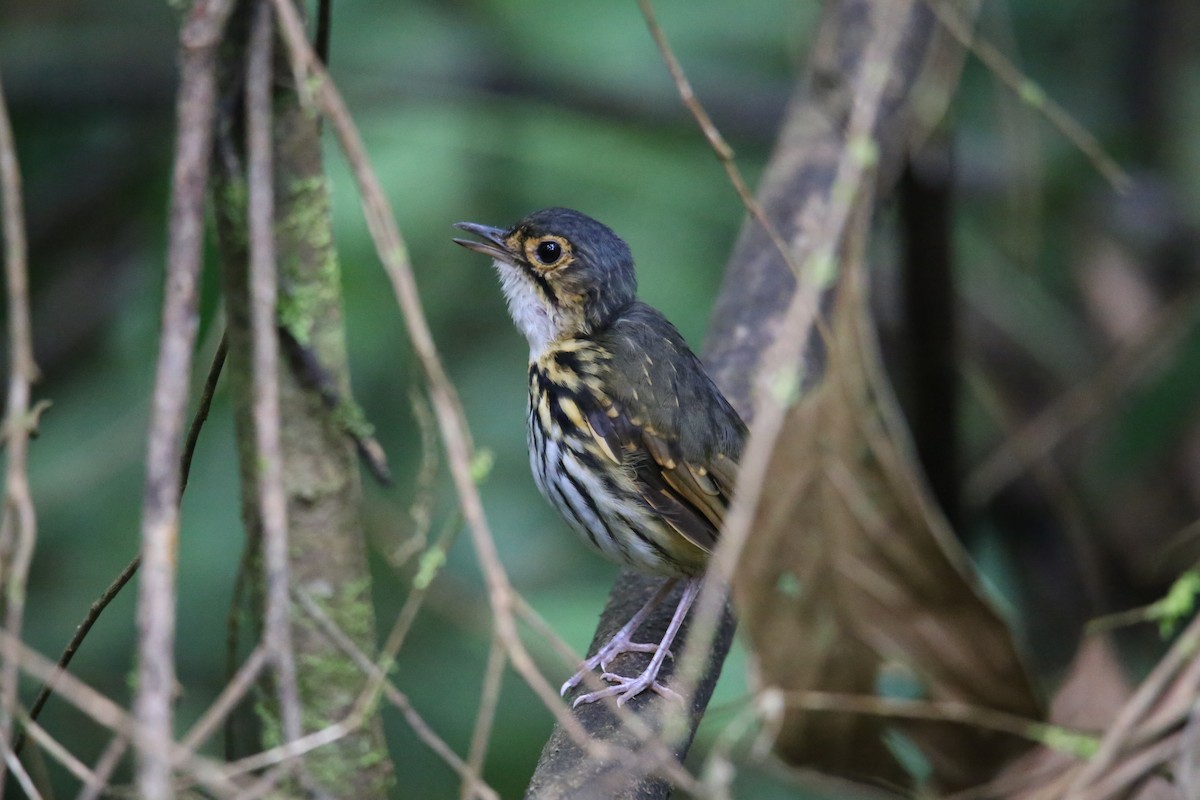 Streak-chested Antpitta - ML646622315