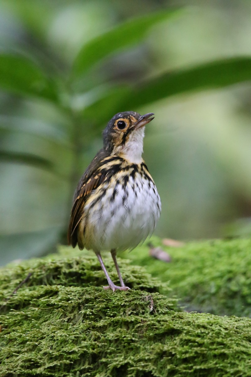 Streak-chested Antpitta - ML646622316