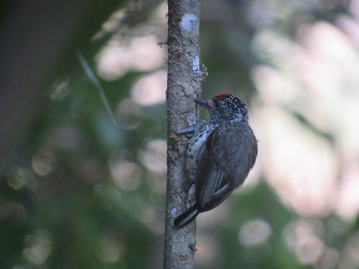 Ocellated Piculet - ML646622317