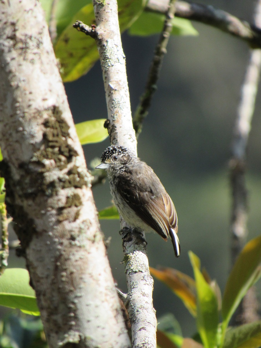Ocellated Piculet - ML646622318
