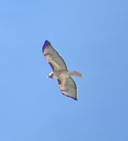 Red-tailed Hawk - ML646622319