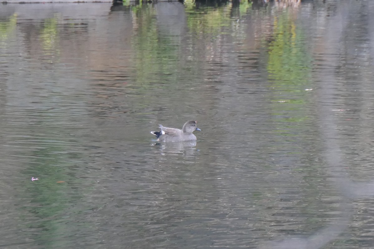 赤膀鴨 - ML646622320