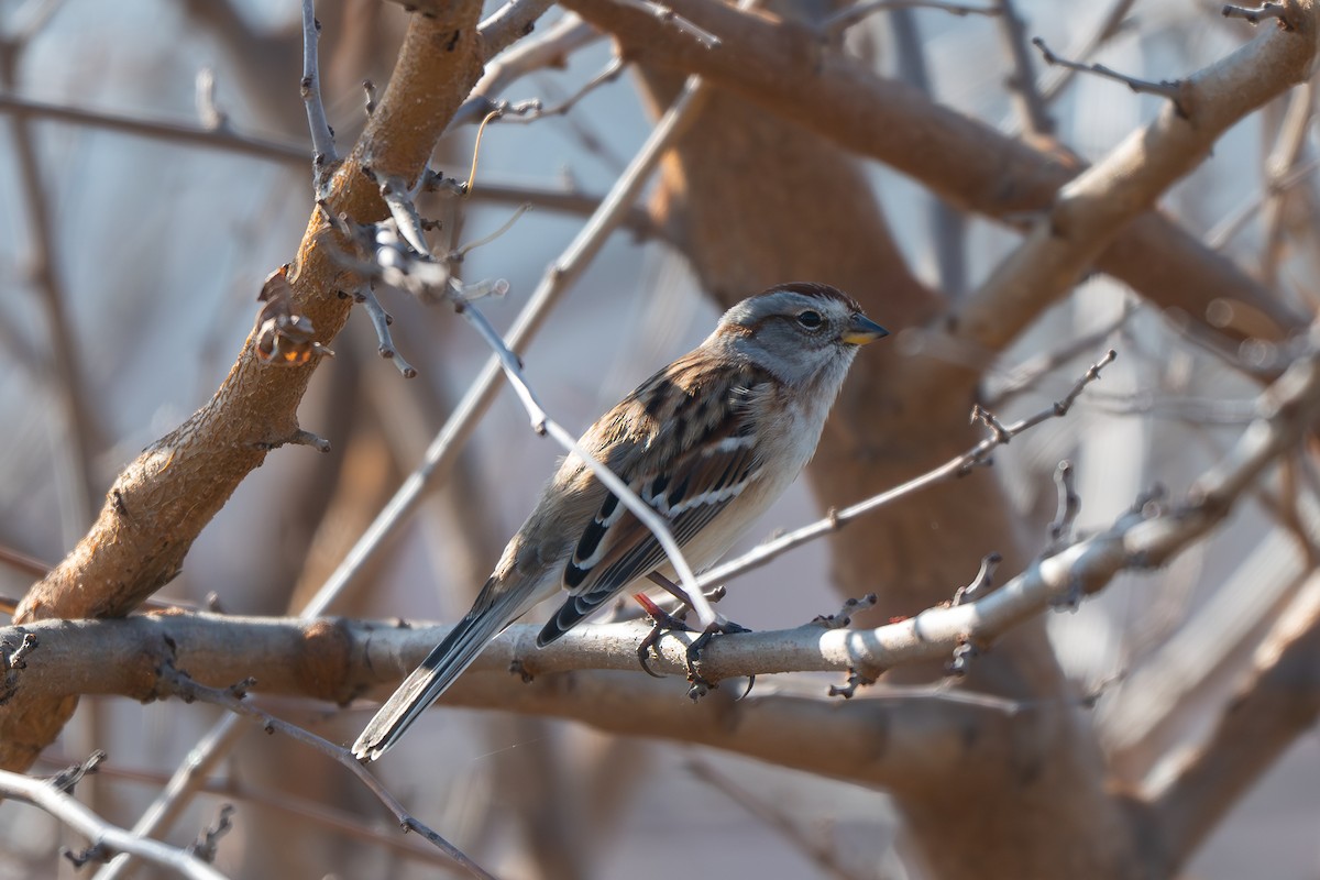 Пасовник північний - ML646622321