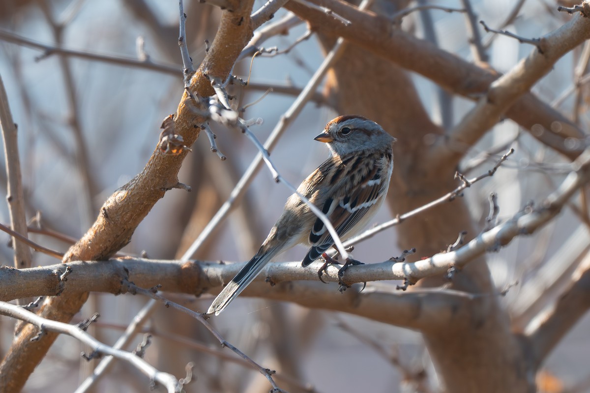Пасовник північний - ML646622322