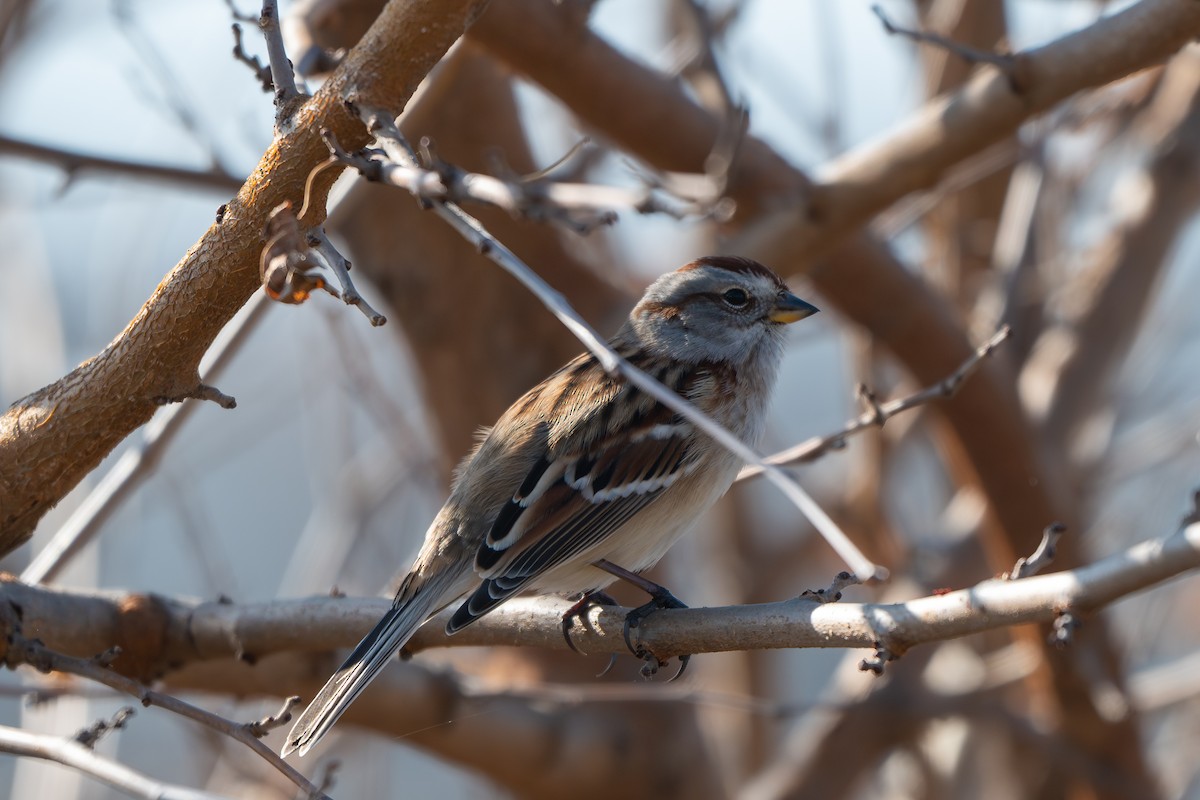 Пасовник північний - ML646622323