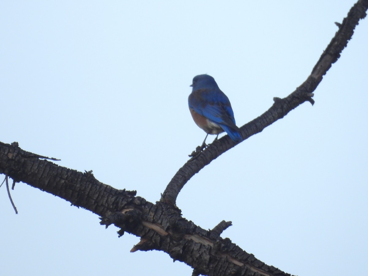 Western Bluebird - ML646622327