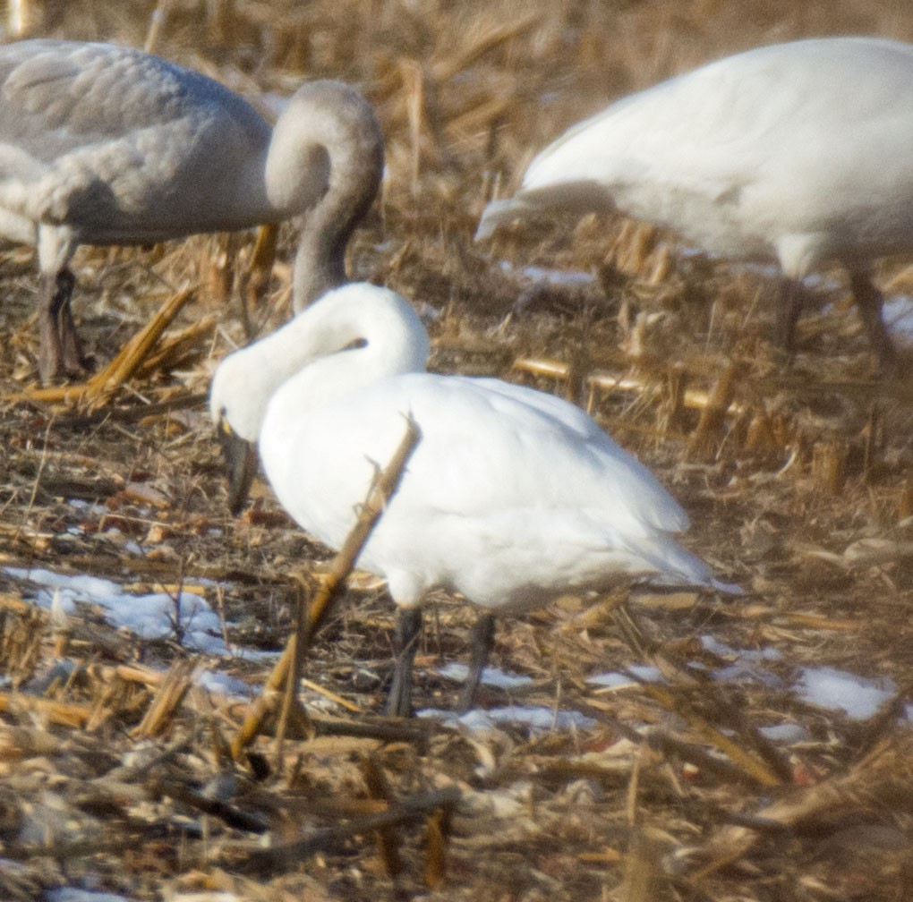 Tundra Swan - ML646622330