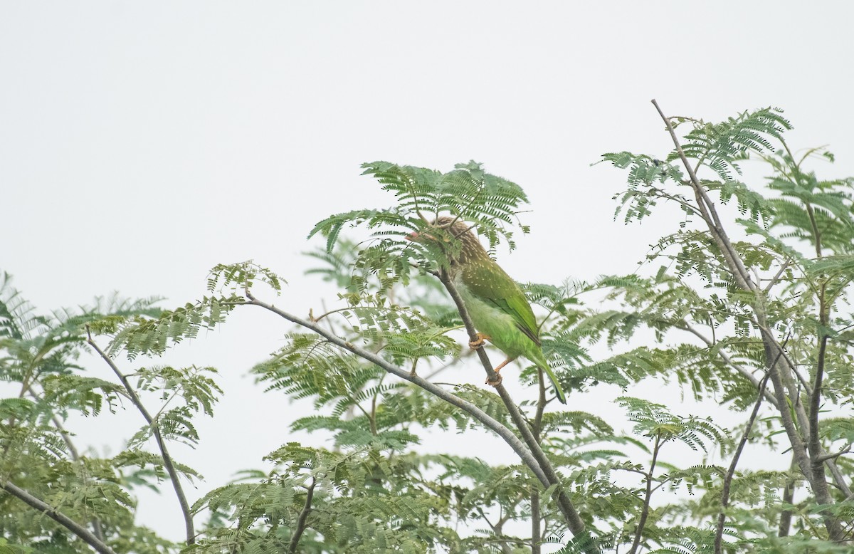 Brown-headed Barbet - ML646622332