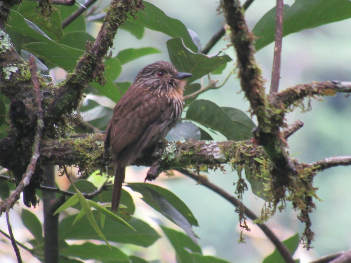 Black-streaked Puffbird - ML646622333