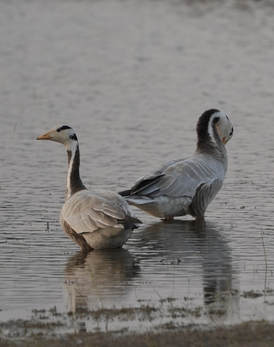 Oie à tête barrée - ML646622334