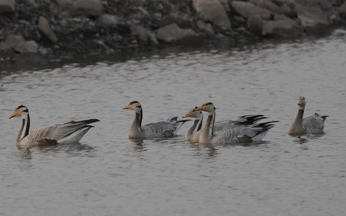 Oie à tête barrée - ML646622335