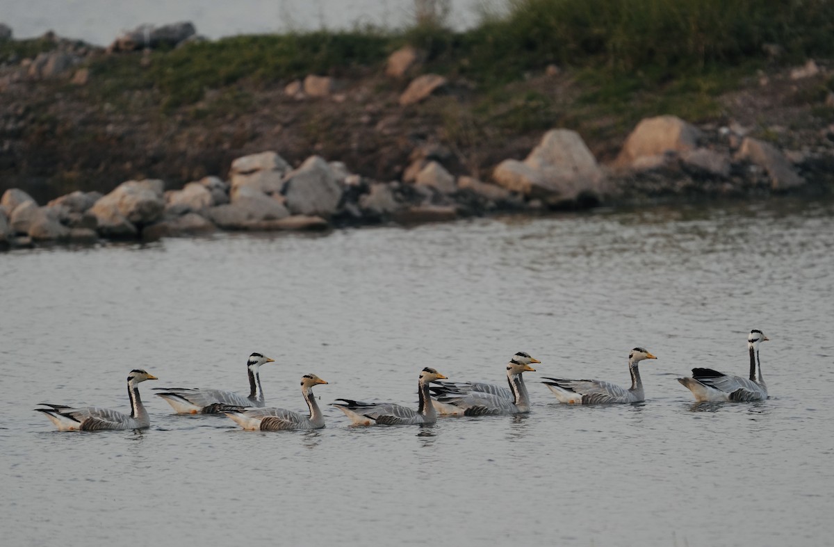 Oie à tête barrée - ML646622336