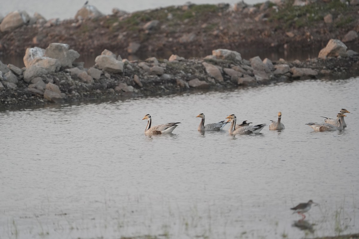 Oie à tête barrée - ML646622337